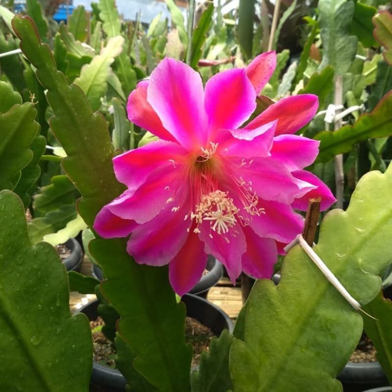 Tanaman hias Wijaya Kusuma California Dream