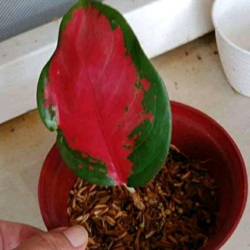 Aglonema Suksom Jaipong Baby/anakan