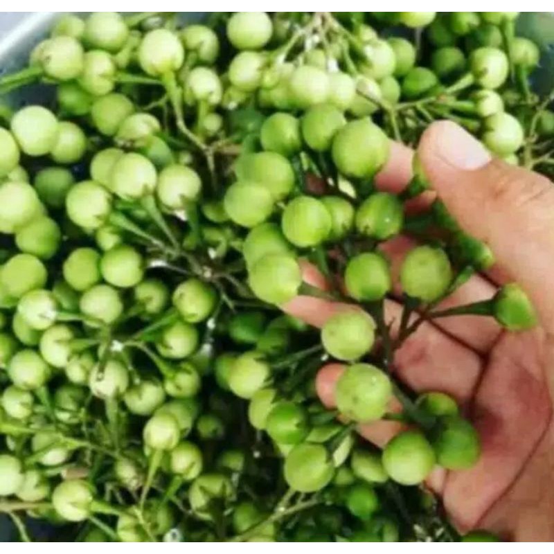 

Buah Cepokak/Takokak=500 Gram