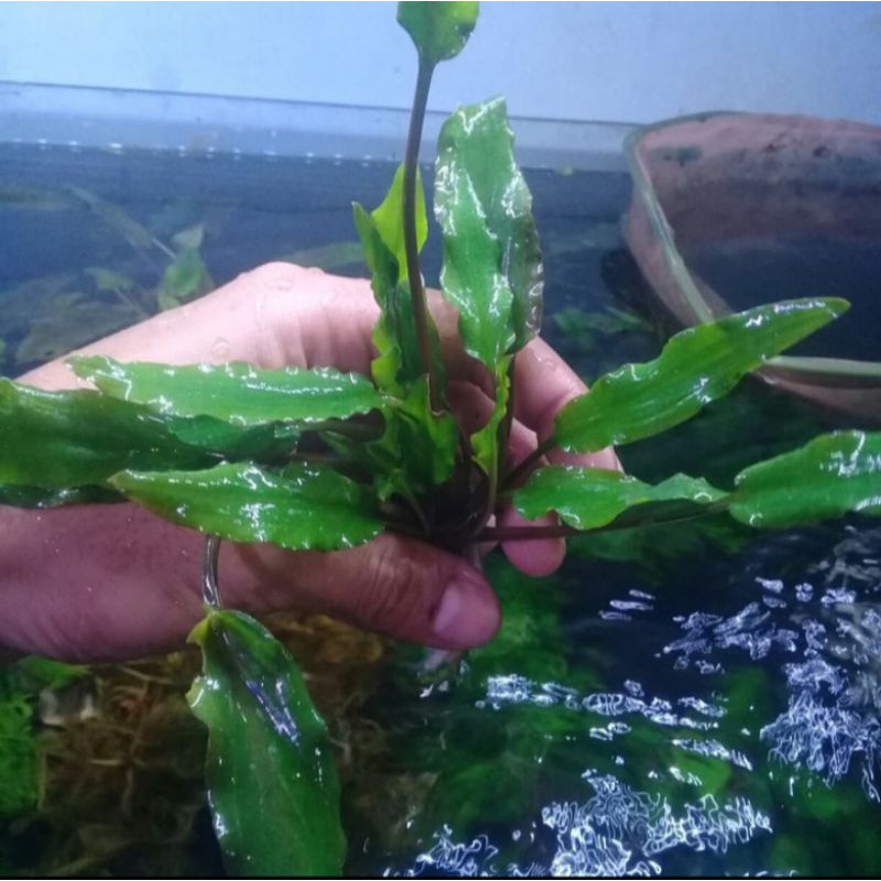Cryptocoryne Green