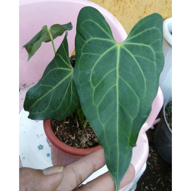 anthurium varian delta force