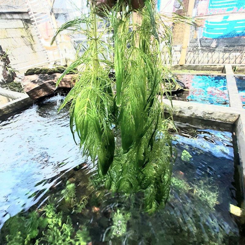 Ganggang air hydrilla hornwort tanaman aquascape
