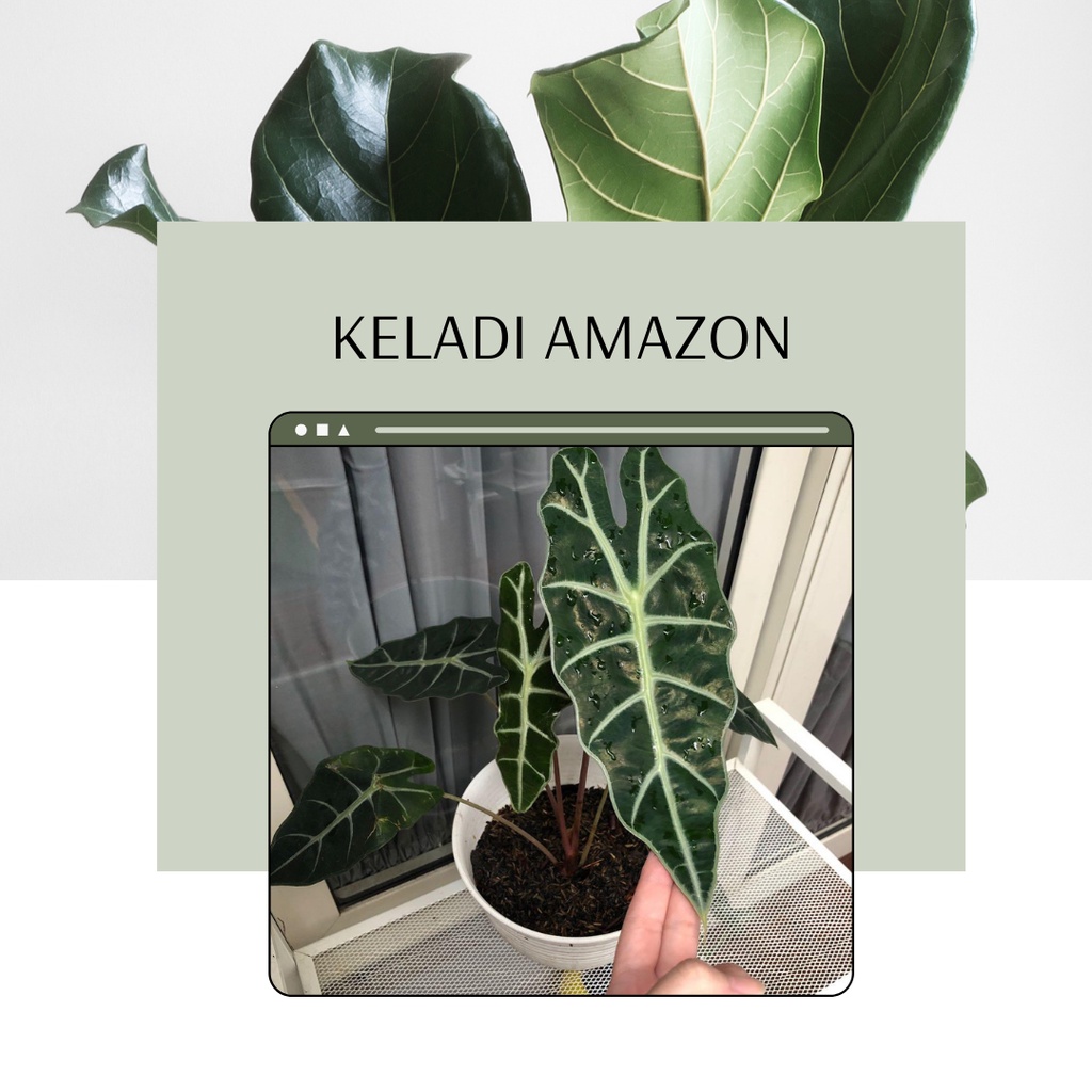 Tanaman Hias Keladi Amazon Amazon Keladi Tanaman Keladi Keladi Amazon