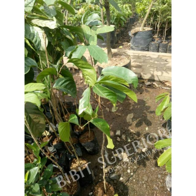 Bibit buah duku palembang