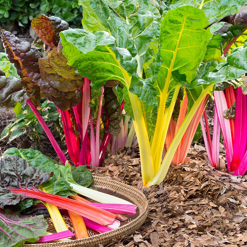 Benih-Bibit Swiss Chard Rainbow Mix (Haira Seed)