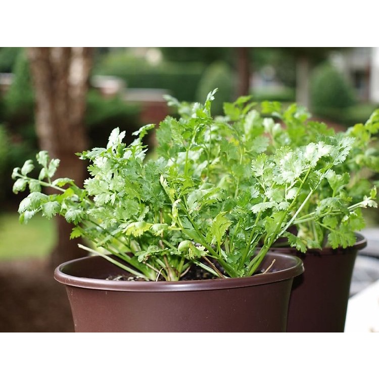 [BENIH UNGGUL] Benih/Bibit/Biji/Seed Daun Ketumbar | Coriander | Cilantro-3