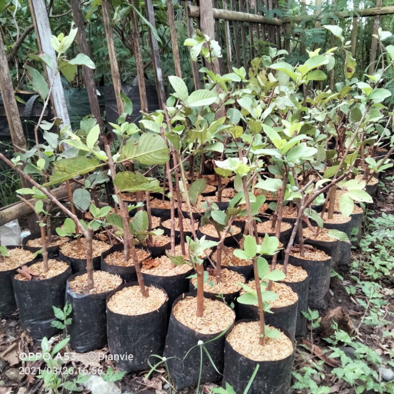 cangkok jambu kristal