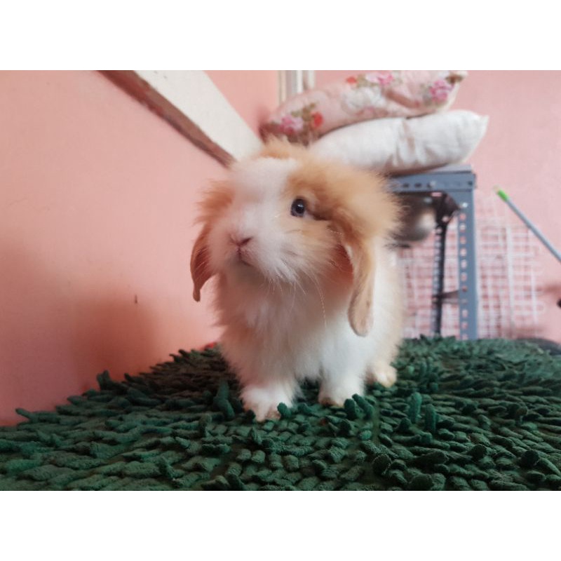 anakan kelinci hias jenis fuzzylop harga per ekor kelinci lucu si kuping turun khusus gojek dan grab