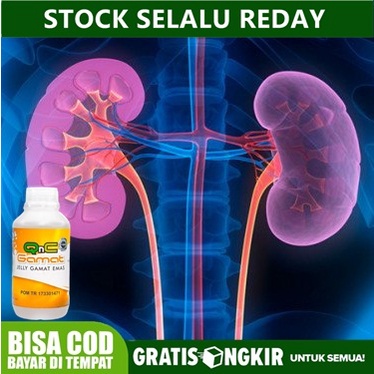 Obat Infeksi Ginjal - Gagal Ginjal - Sakit Ginjal - Ginjal Bengkak - Penyakit Ginjal Polikistik