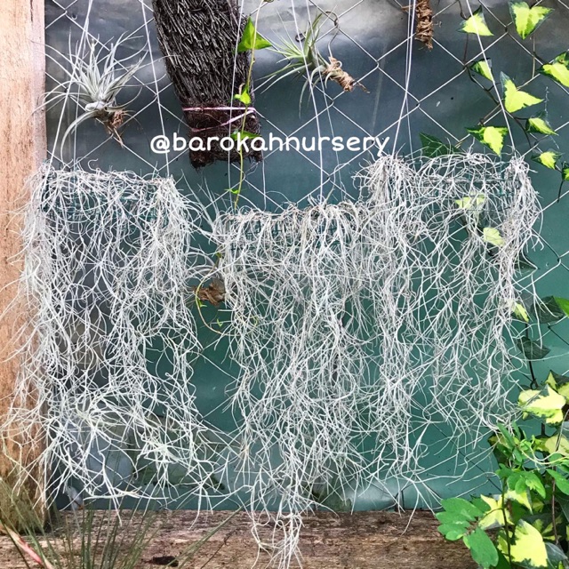 Tillandsia | Spanish moss | airplant