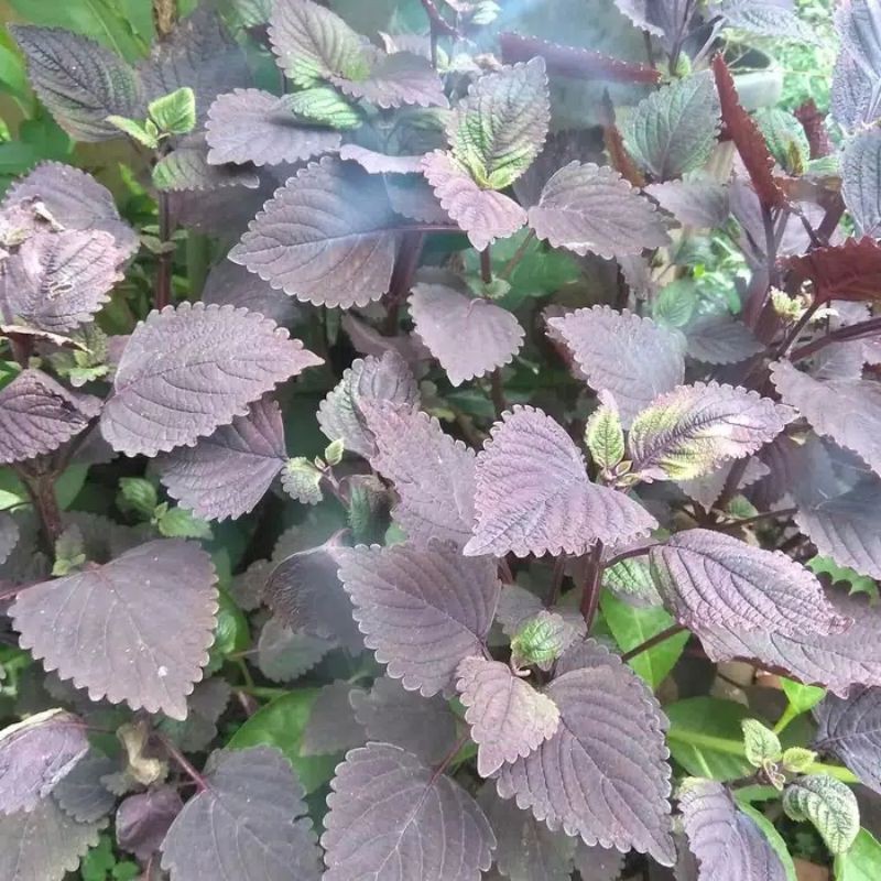 Bibit daun jawer kotok segar/pohon jawer kotok obat herbal