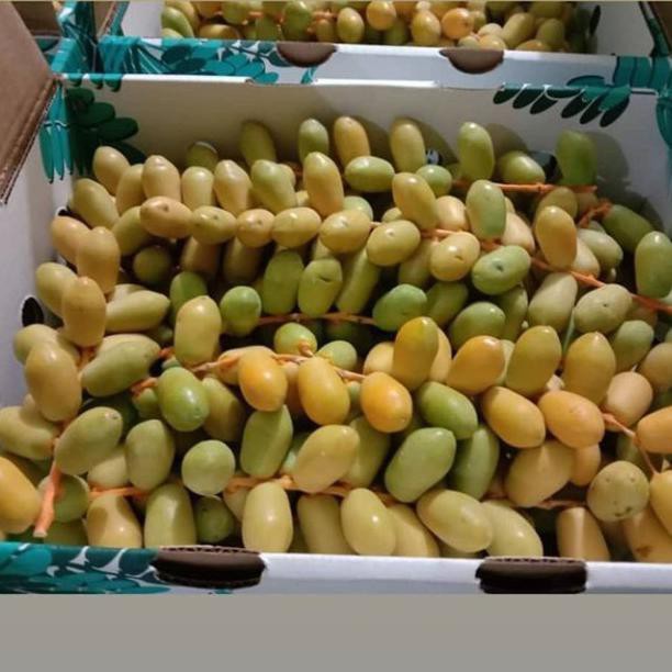 

Kurma Muda Barhee Kuning 1Kg Fresh 100% Free Testpack Dan Buah Zuriat Arkanamarketht