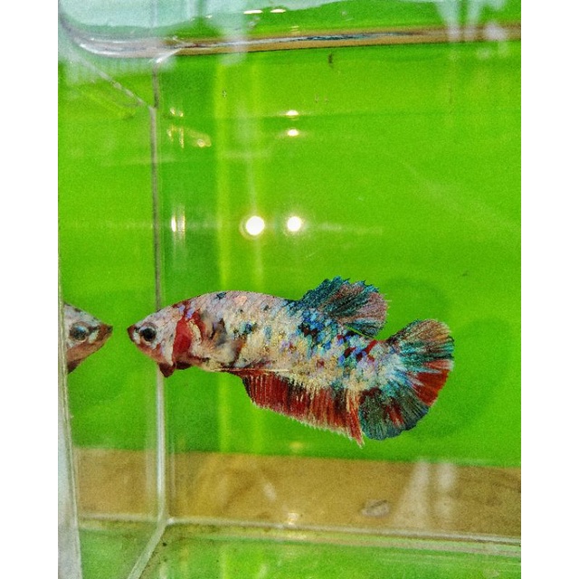 ikan cupang FEMALE multi / multicolor gold mewah 