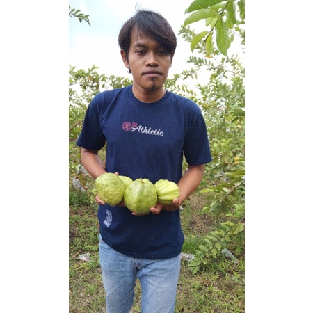 

jambu kristal