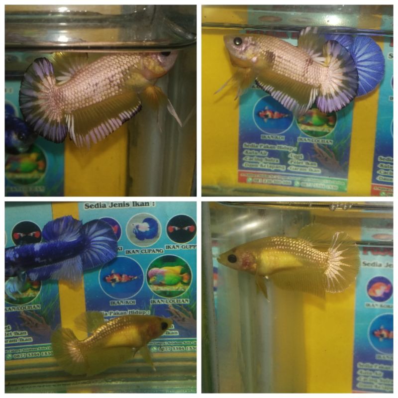 CUPANG YELLOW FANCY COPPER