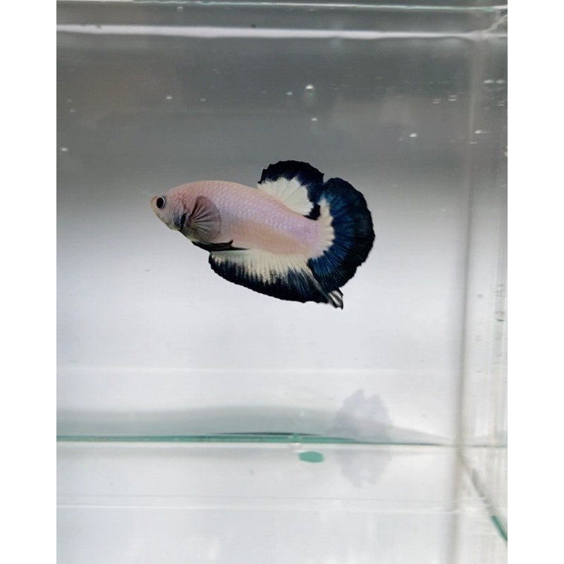 Bluerim gen Liebetta (amsionk)