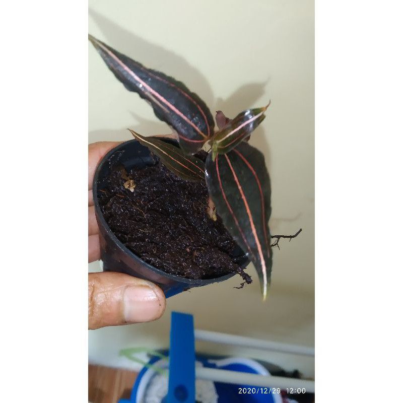 Jewel orchid mini serat 3 | kiaksara | aggrek mutiara