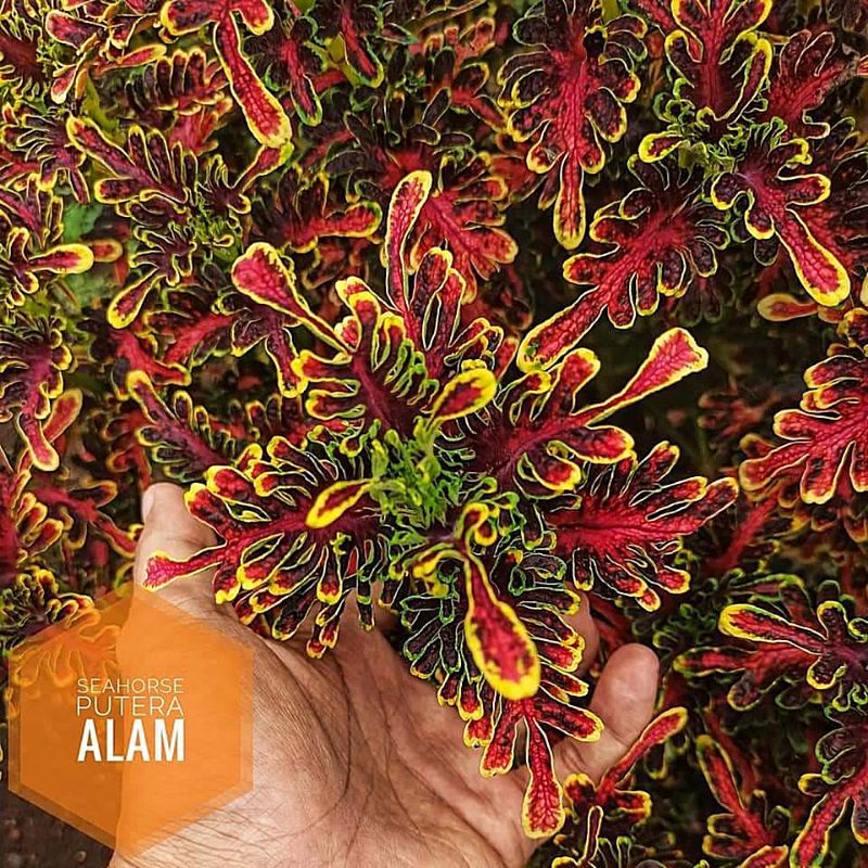 Miana id sea horse/Miana sultan premium