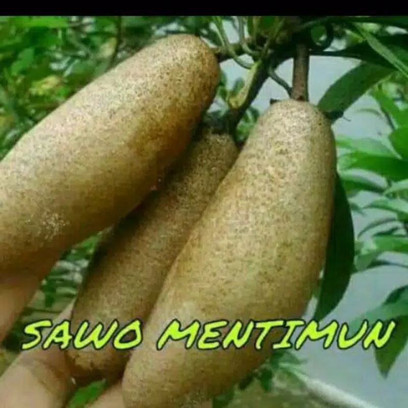 sawo mentimun