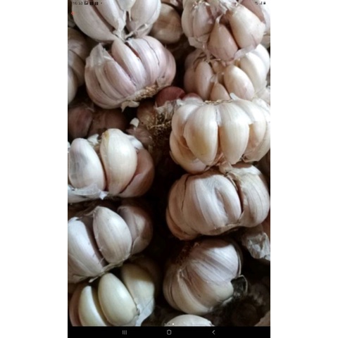 

Bawang putih honan 1/2 kg/500gr