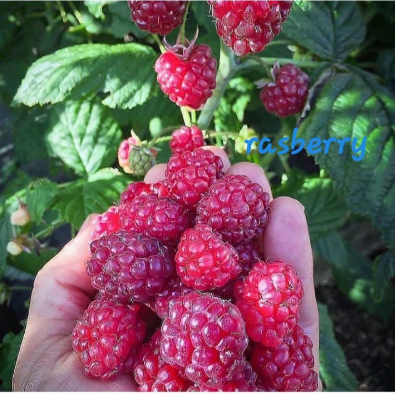 BIBIT RASPBERRY/FRAMBOS