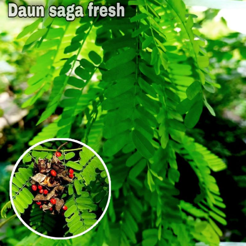 

Daun Saga fresh hijau 50 gram