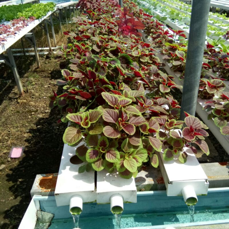 

Bayam Hidroponik Bebas Pestisida