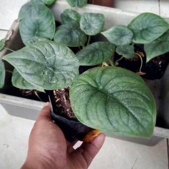 Alocasia Melo Badak Rhino Skin