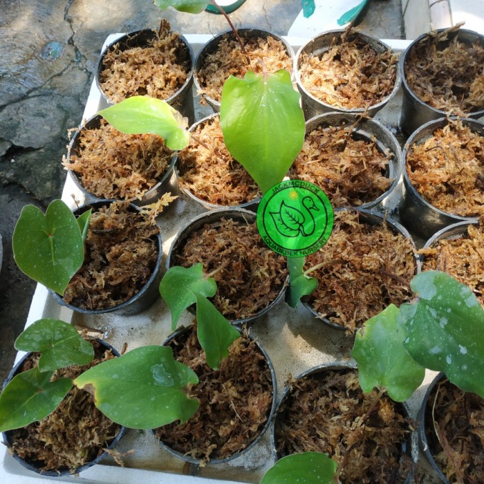 caladium pink simphony (Thai beauty,wayang) tanaman hias keladi