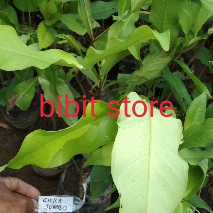 bibit jambu citra jumbo