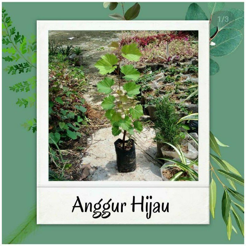 Bibit Tanaman Buah Anggur Lokal-Bibit Anggur Lokal