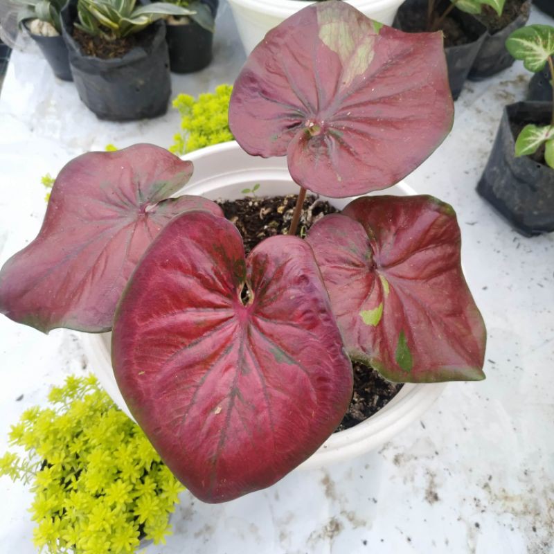 Caladium Red Stardust kilap cantik - keladi minyak menor merah
