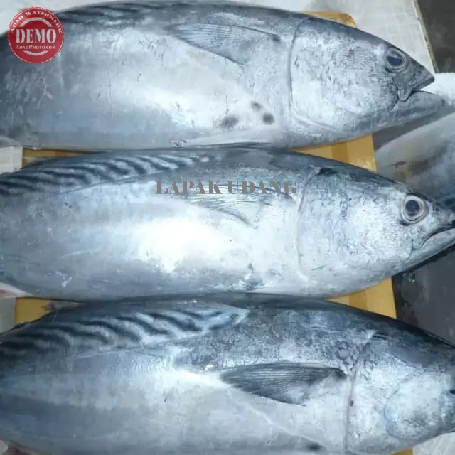 

Ikan Tongkol Segar Tongkol Batik Ikan Fresh Laut Kualitas GARANSI SEGAR