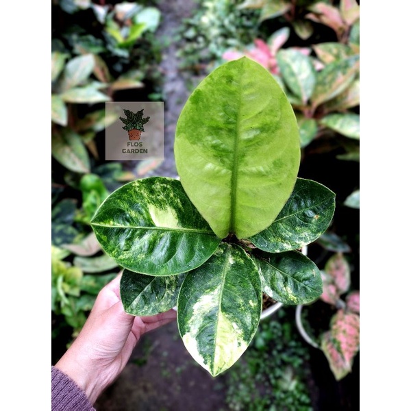 Anthurium Jemani Eka36 Varigata