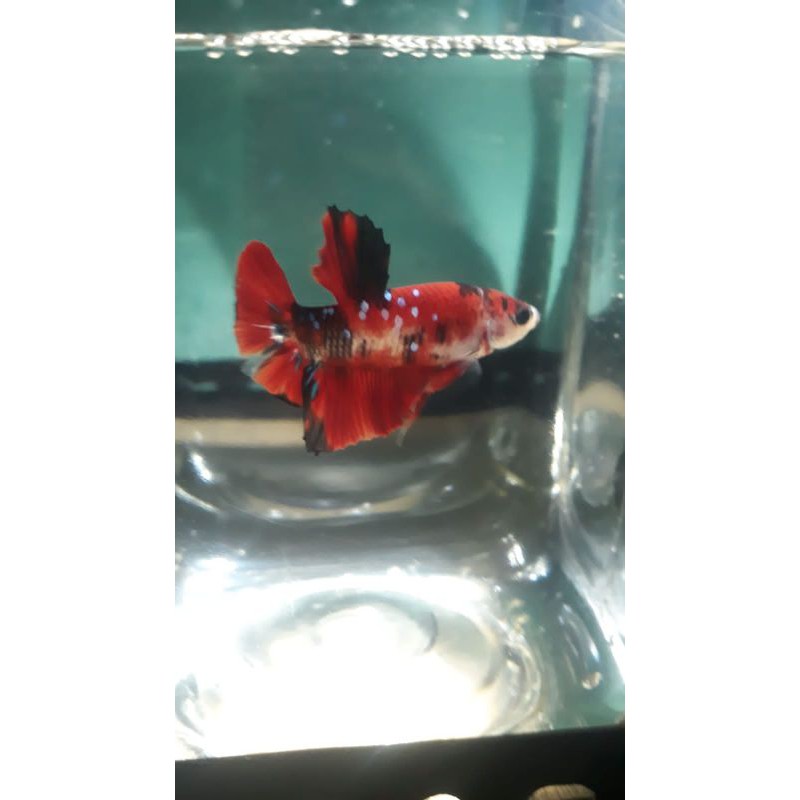 KOI GALAXY NENO
