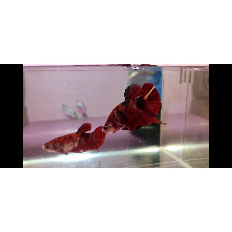 SEPASANG CUPANG RED KOI SIZE M REAL PICT ( garansi uang 100% jika ikan yang di kirim tidak sesuai)