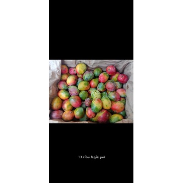 

mangga grafita