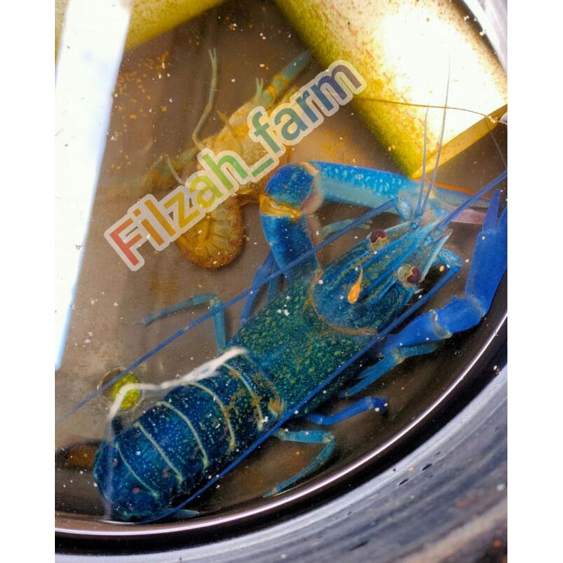 Indukan Lobster Air Tawar LAT GENDONG TELUR Karawang