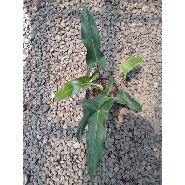 phoilodendron mexicanum