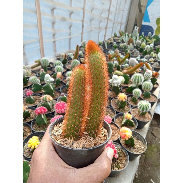 caktus ekor tupai merah ownroot