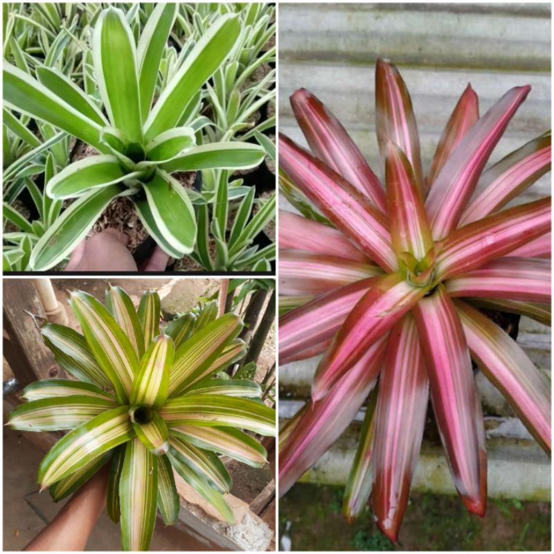 paket 3 jenis tanaman bromelia - tanaman hias bromelia - bromelia