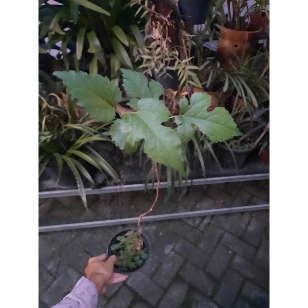 tanaman buah Murbei / tanaman murbei cutting