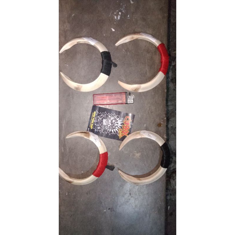 Taring Babi Jumbo Sepasang