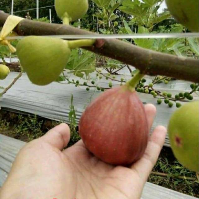 Bibit Pohon tin Btm6 Buah Besar dan jumbo | pohon tin buah merah