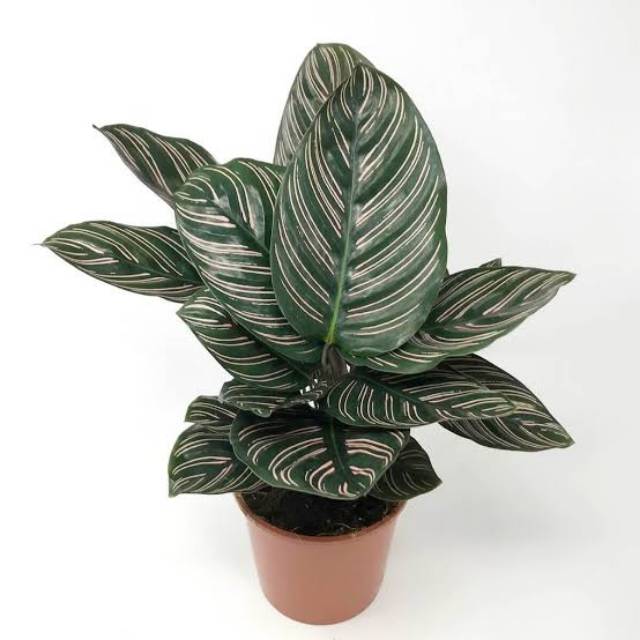 Tanaman hias calathea ornata - calathea ornata