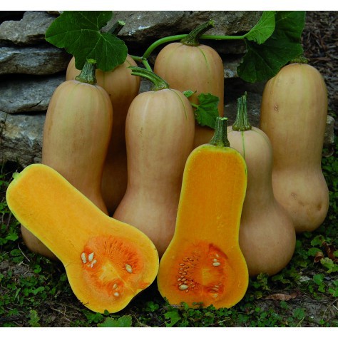 5 Biji Benih Labu  Butternut Squash  Labu F1 Hibrida manis