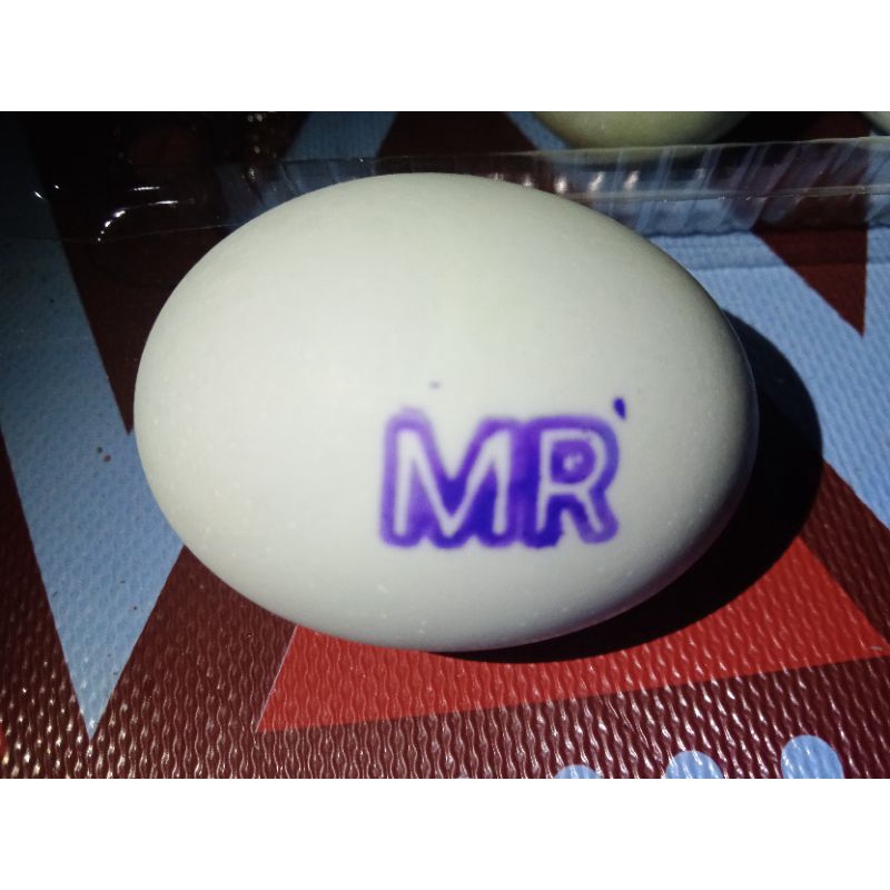 

telur asinMR