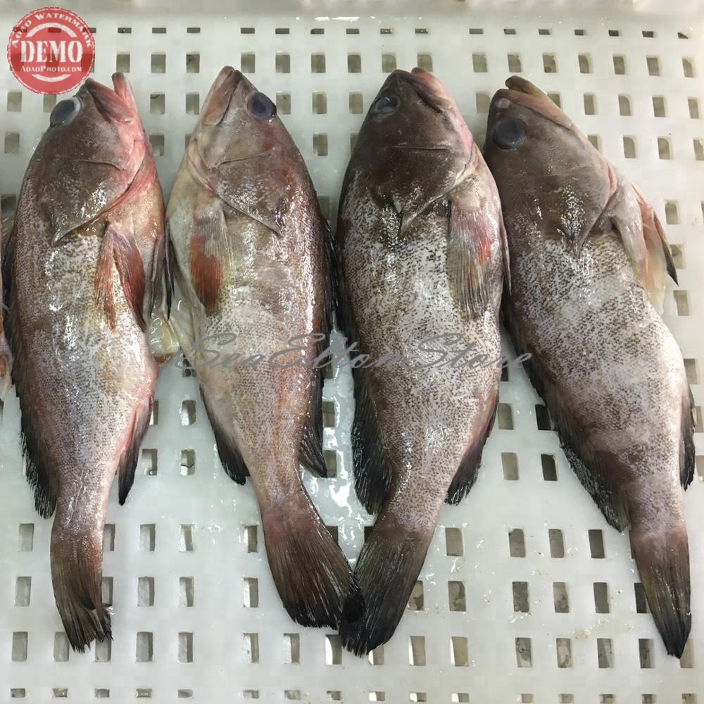 

Ikan Kerapu Segar 1Kg // Ikan Fresh Kualitas Garansi Segar
