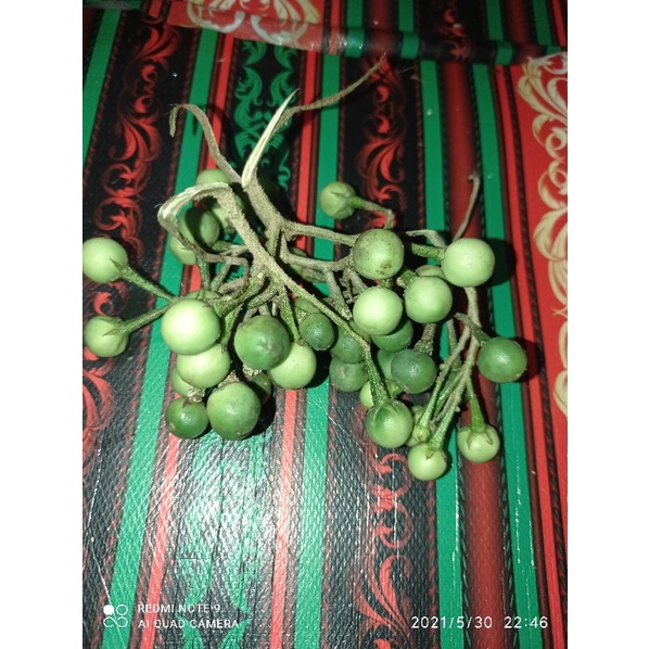 

Buah takokak segar / buah cepokak segar 1kg