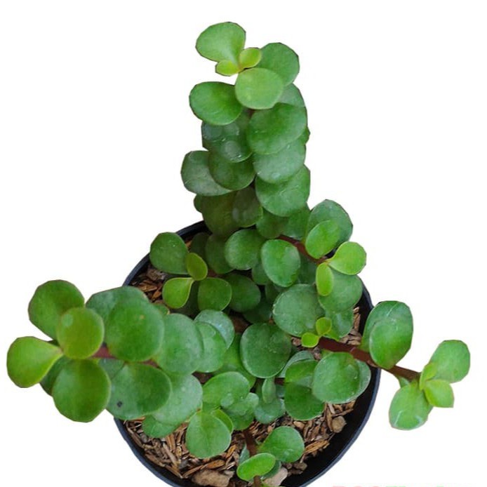 Sukulen Portulacaria Afra